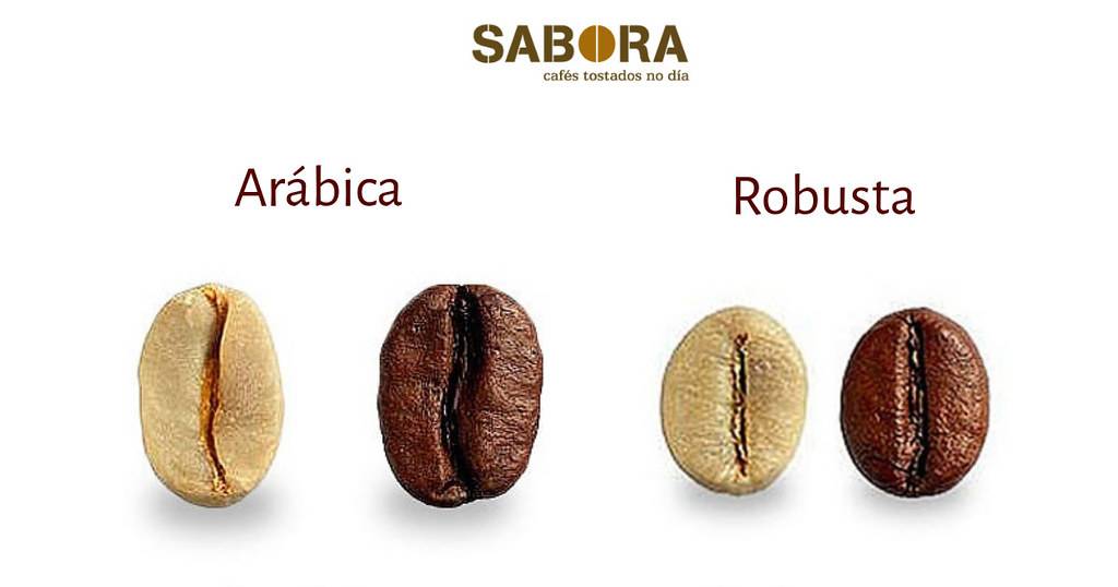 Главные различия робусты и арабики и какой сорт кофе лучше?
