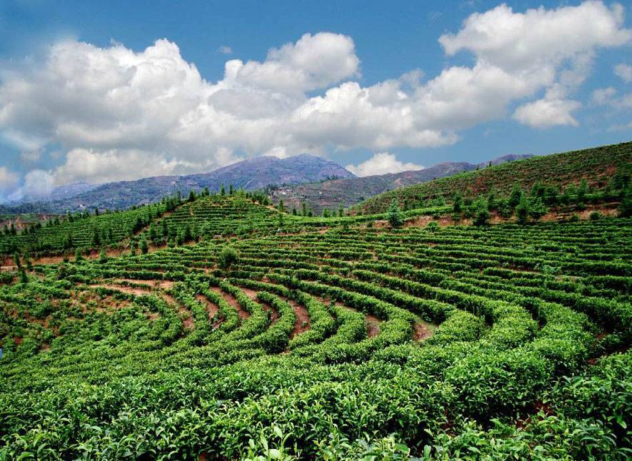 Чай Дянь Хун – красный китайский напиток